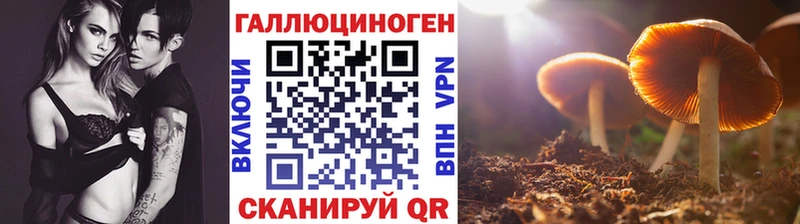 наркота Плёс Псилоцибиновые грибы Psilocybine cubensis